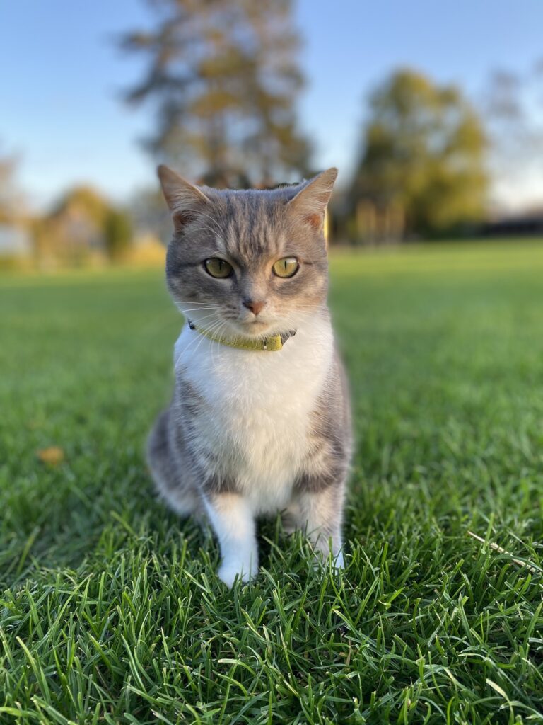 Little cute cat sitting in the grass